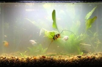 kakoj dolzhna byt voda v akvariume