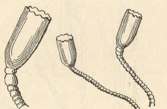 rod campanularia lamarck 1816